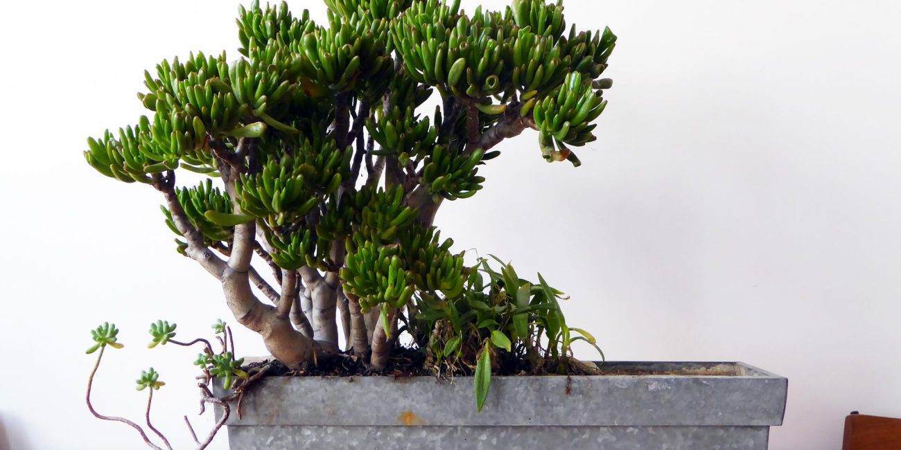 Crassula portulacea + Sedum album + Ledeboira socialis