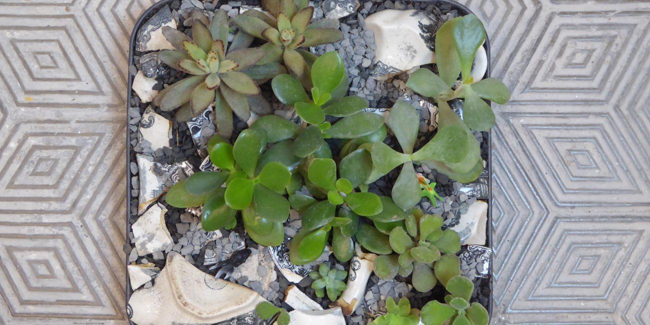 Crassula ovata + Kalanchoe tomentosa + Kalanchoe Thyrsiflora+ Cotyledon tomentosa